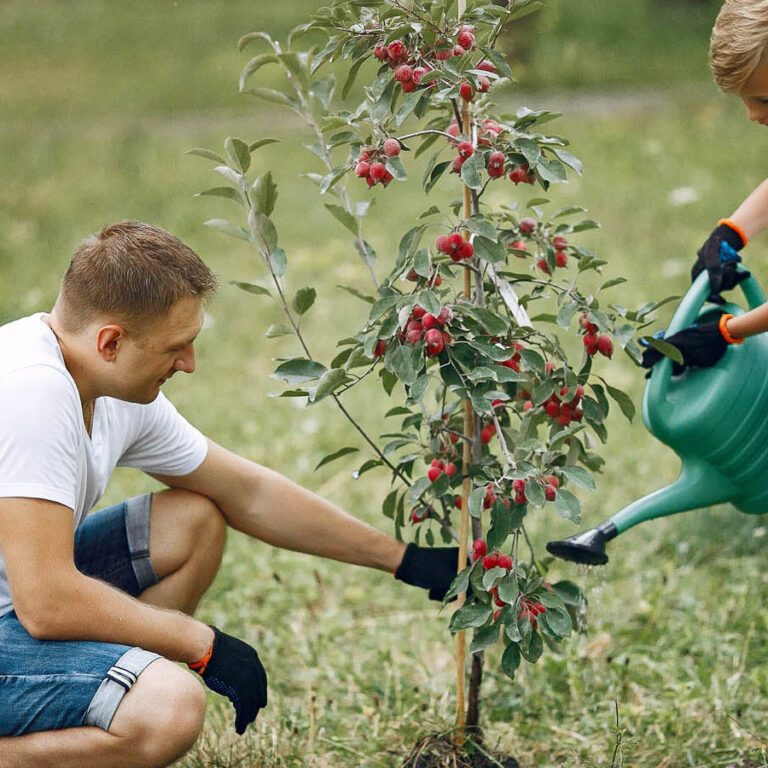 Father with little son are planting a tree on a yard